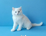 Кошки в Пензе: Котёнок породы Рэгдолл - Boris Мальчик, 65 000 руб. - фото 2