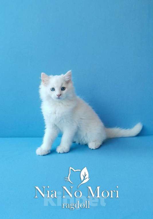 Кошки в Пензе: Котёнок породы Рэгдолл - Boris Мальчик, 65 000 руб. - фото 2