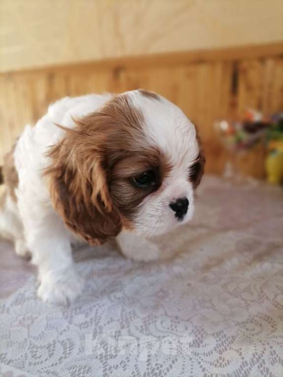 Собаки в Москве: Кавалер кинг Чарльз спаниель 2 мес щенки. Девочка, 90 000 руб. - фото 4