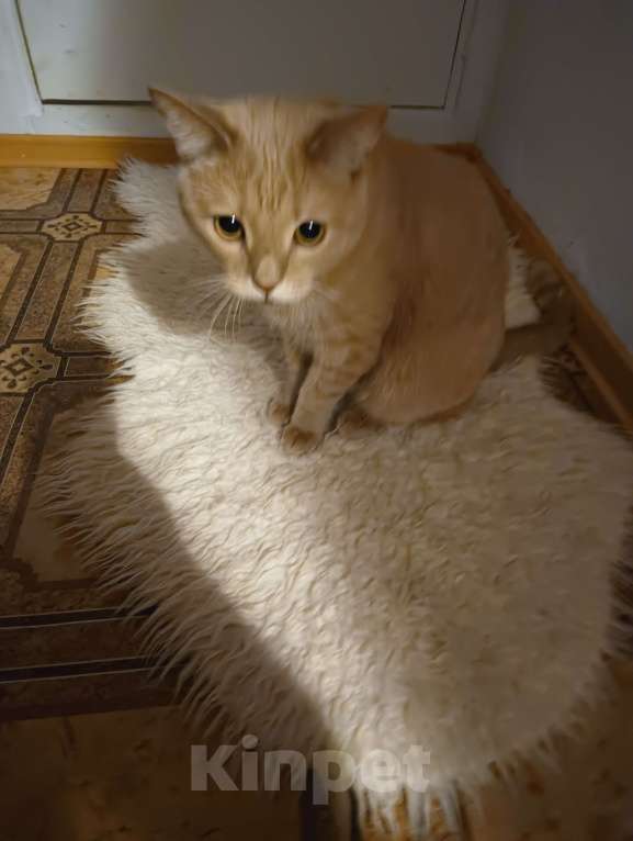 Кошки в Новосибирске: отдам в добрые руки Мальчик, Бесплатно - фото 2