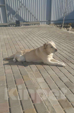 Собаки в других городах Забайкальского края: ПОИСК! Пропал мальчик Тедди (10лет) Золотистый, ламбрадор. Мальчик, Бесплатно - фото 2