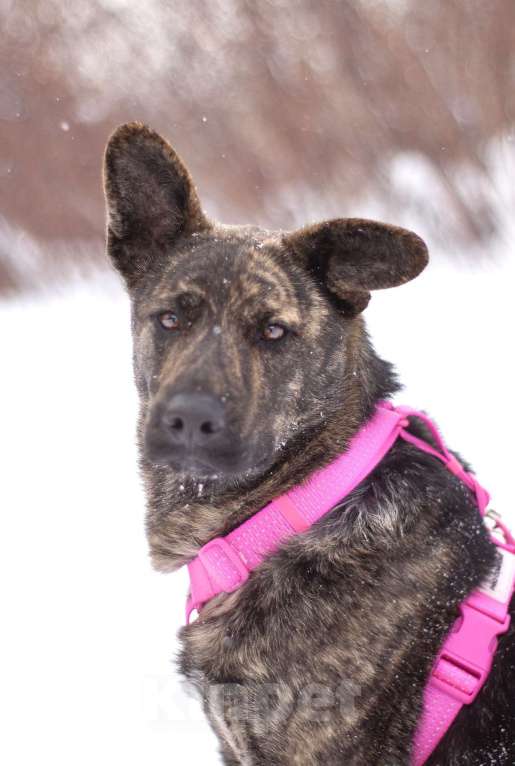 Собаки в Москве: Тигровая собака Ребека в добрые руки Девочка, Бесплатно - фото 1