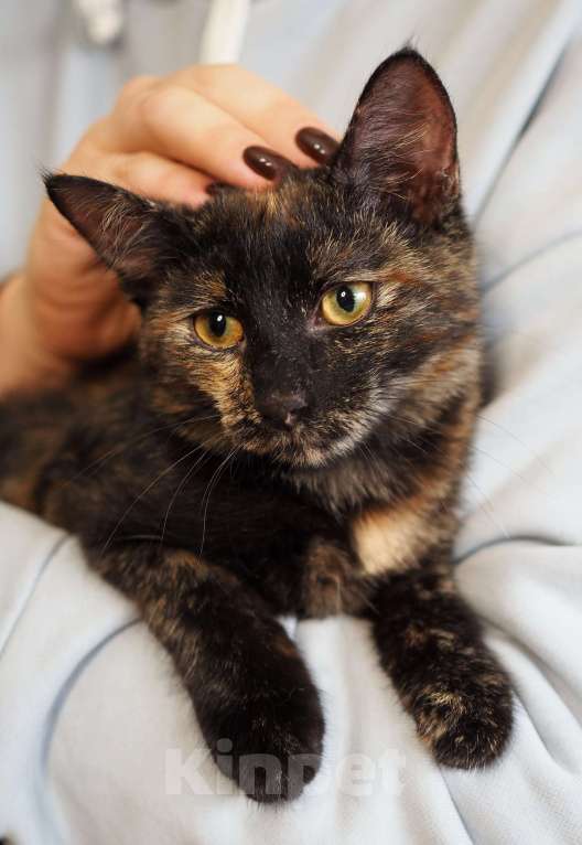 Кошки в Москве: Трехцветный котёнок Пеппи в добрые руки Девочка, 1 руб. - фото 6