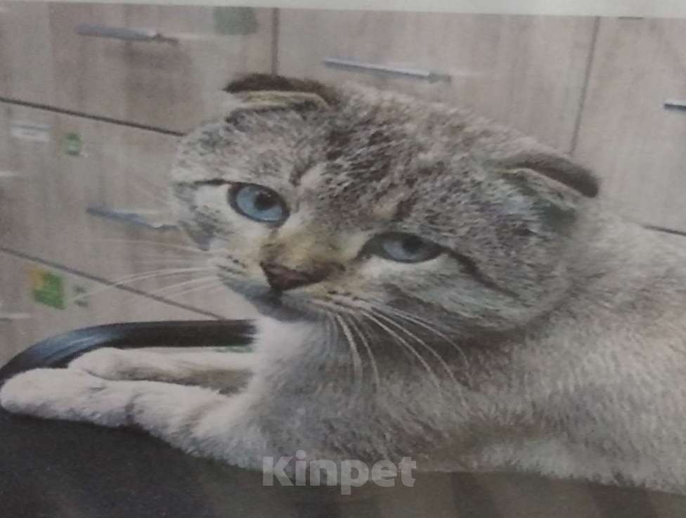 Кошки в Москве: Найден кот Мальчик, Бесплатно - фото 1