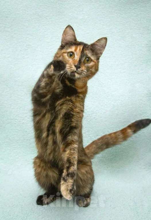 Кошки в Москве: Карамелька - кошка-химера с двумя ликами счастья Девочка, Бесплатно - фото 3