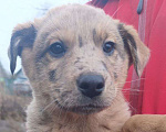 Собаки в Москве: Найденыш-бездомыш Девочка, Бесплатно - фото 1