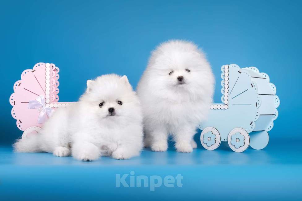 Собаки в Москве: Белая девочка шпиц Девочка, 80 000 руб. - фото 10