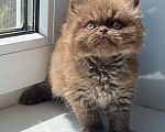 Кошки в Астрахани: Котик Эшли Мальчик, 40 000 руб. - фото 3