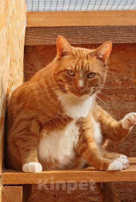 Кошки в Москве: Отдаются бесплатно кошечка Плакса и кот Рыжик. Мальчик, Бесплатно - фото 4
