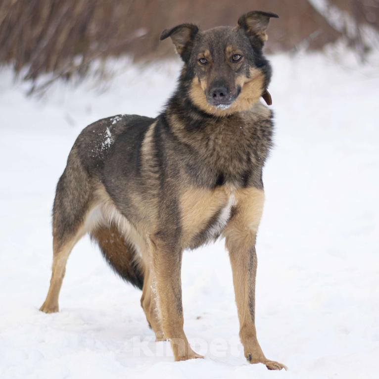 Собаки в Москве: Бильбо Мальчик, Бесплатно - фото 2