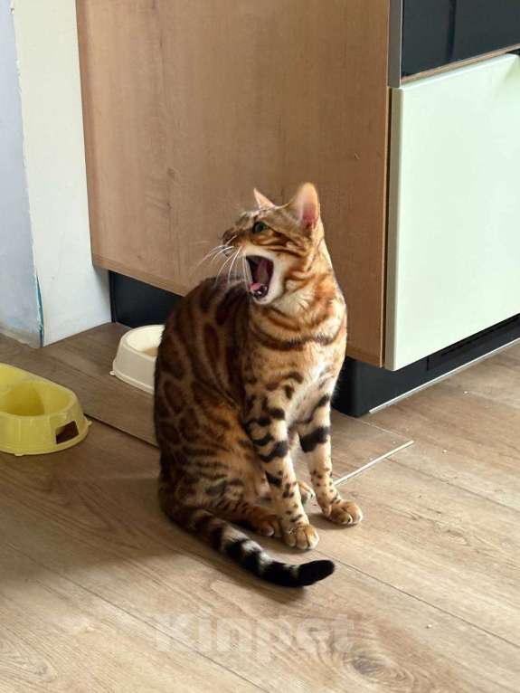 Кошки в других городах Московской области: Пропала бенгальская кошка! Девочка, 30 000 руб. - фото 4