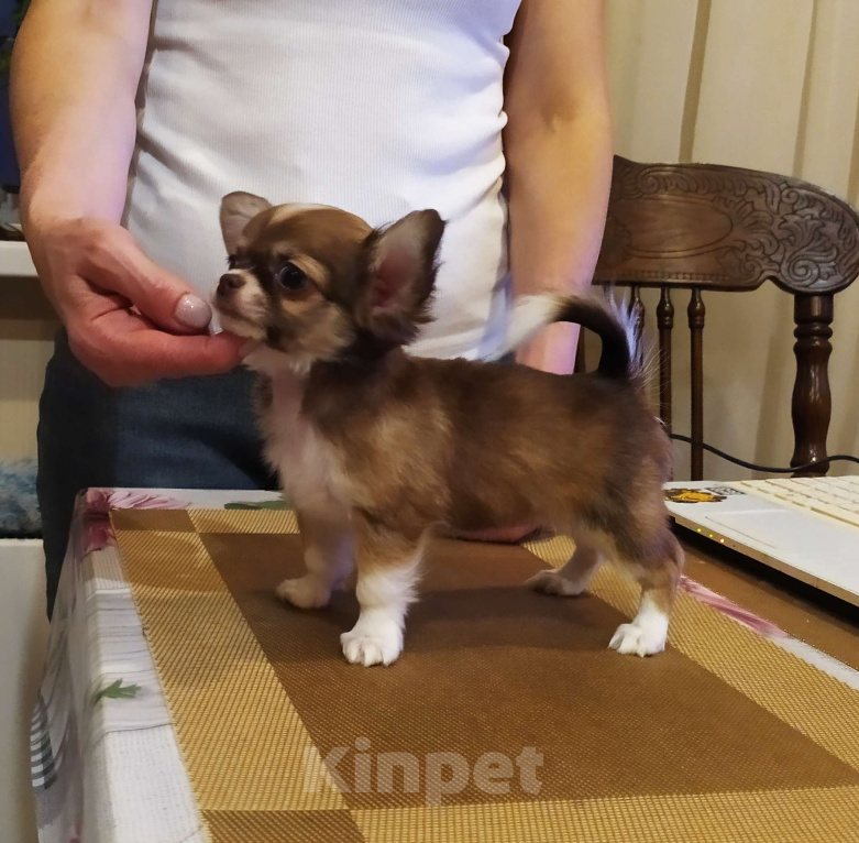 Собаки в Москве: Кукольная дш красавица чихуахуа  Девочка, 60 000 руб. - фото 4