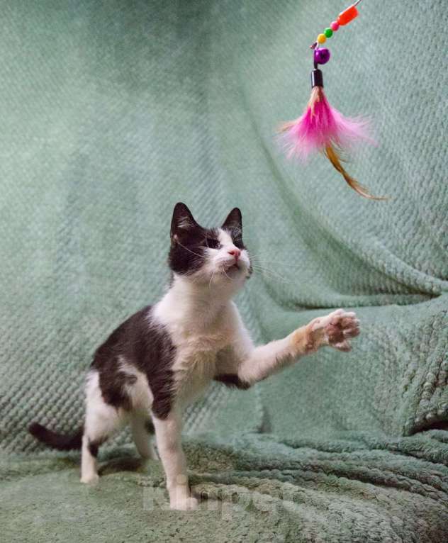 Кошки в Москве: Мия, слепая героиня Девочка, Бесплатно - фото 4