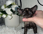 Кошки в Москве: Котенок Девон Рекс в окрасе черная черепаха Девочка, 75 000 руб. - фото 1