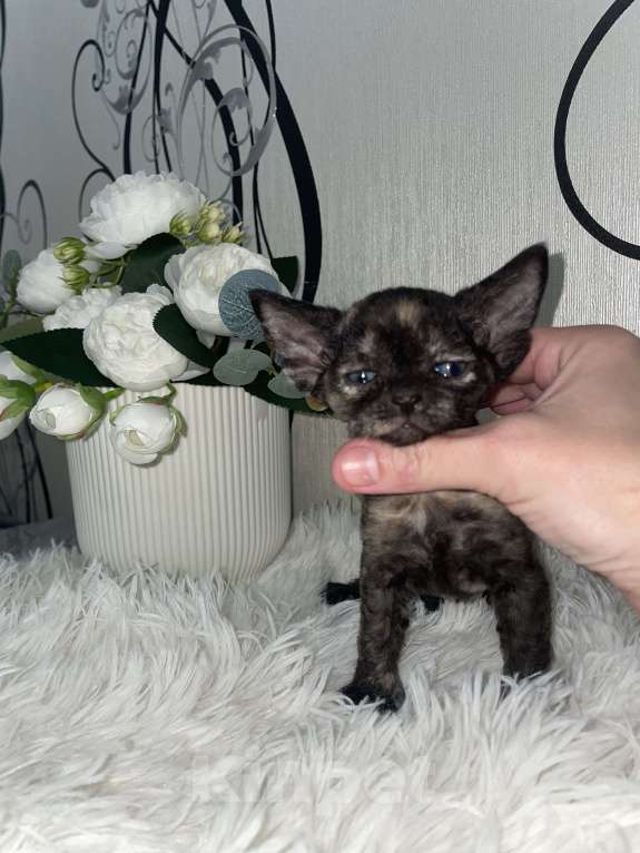 Кошки в Москве: Котенок Девон Рекс в окрасе черная черепаха Девочка, 75 000 руб. - фото 1