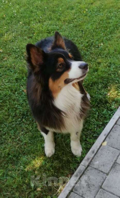 Собаки в Москве: Австралийская овчарка Фред Мальчик, Бесплатно - фото 4