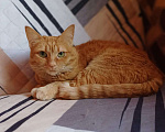 Кошки в Москве: Рыжая ласковая кошка Розочка в добрые руки Девочка, 1 руб. - фото 3