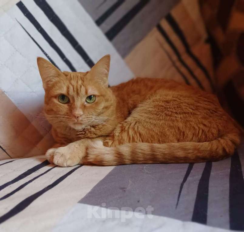 Кошки в Москве: Рыжая ласковая кошка Розочка в добрые руки Девочка, 1 руб. - фото 3