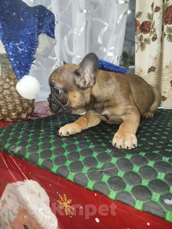 Собаки в Владимире: Девочка французский бульдог Девочка, 30 000 руб. - фото 3