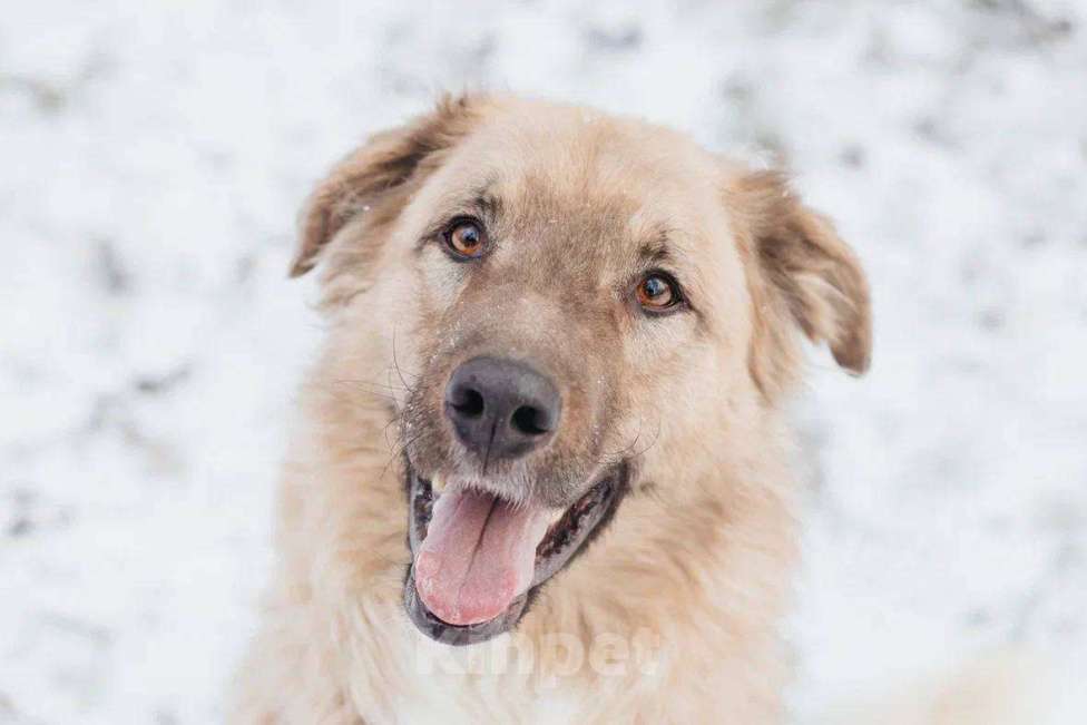 Собаки в Москве: Саймон ищет дом Мальчик, Бесплатно - фото 1