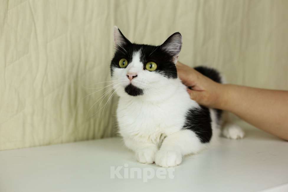 Кошки в Москве: Илюша ищет любящих хозяев Мальчик, Бесплатно - фото 2