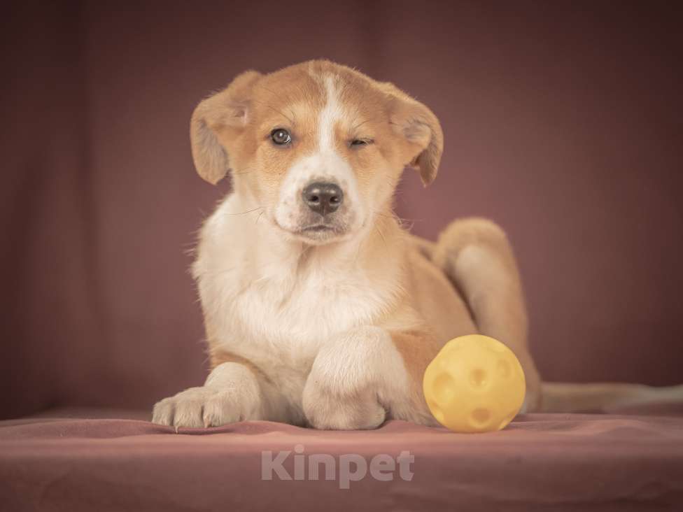 Собаки в Клине: Амиго — общительный и смышлёный парень, который хочет поскорее начать радовать своего человека Мальчик, Бесплатно - фото 7