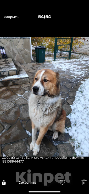 Собаки в Нижнем Новгороде: Пропала собака Мальчик, 5 000 руб. - фото 2