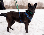Собаки в Москве: Щенок Ламбруска из приюта в поисках дома Девочка, Бесплатно - фото 5