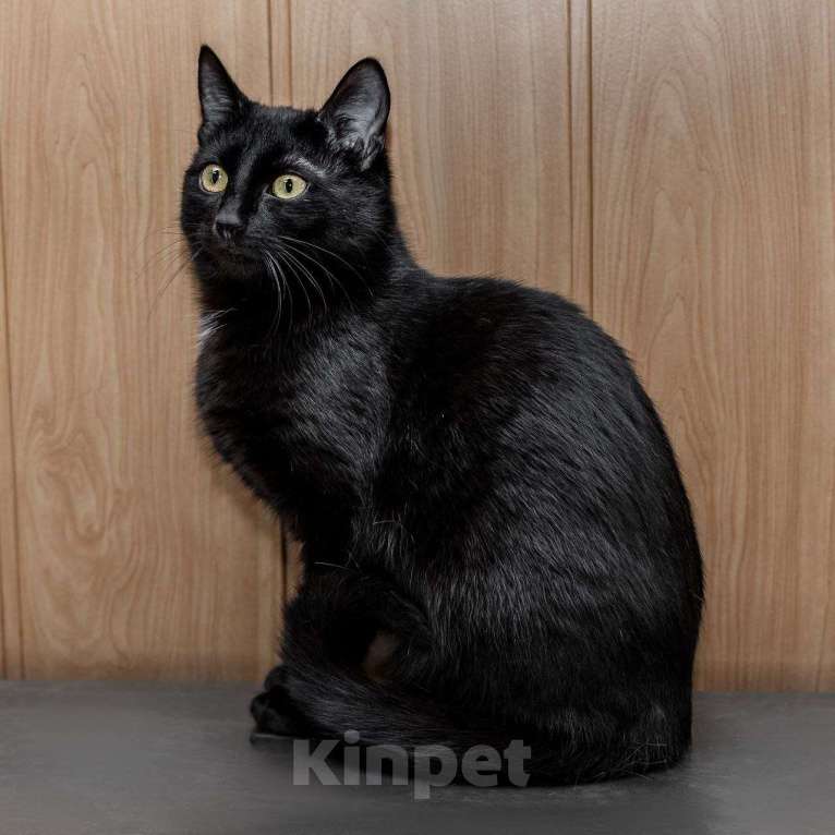 Кошки в Москве: Красавица Мята ищет дом Девочка, 99 руб. - фото 4