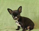 Собаки в Москве: чихуахуа милашка Девочка, 50 000 руб. - фото 1