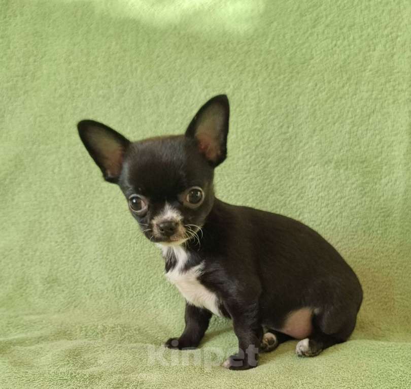 Собаки в Москве: чихуахуа милашка Девочка, 50 000 руб. - фото 1
