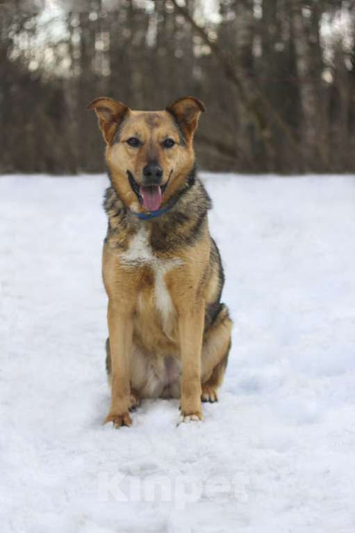 Собаки в Москве: Адалия Девочка, Бесплатно - фото 3
