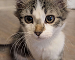 Кошки в Москве: 🐱 Котёнок-путешественник ищет дом!🚗💨  Мальчик, Бесплатно - фото 1