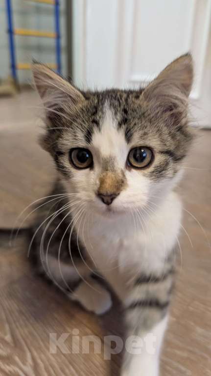 Кошки в Москве: 🐱 Котёнок-путешественник ищет дом!🚗💨  Мальчик, Бесплатно - фото 1