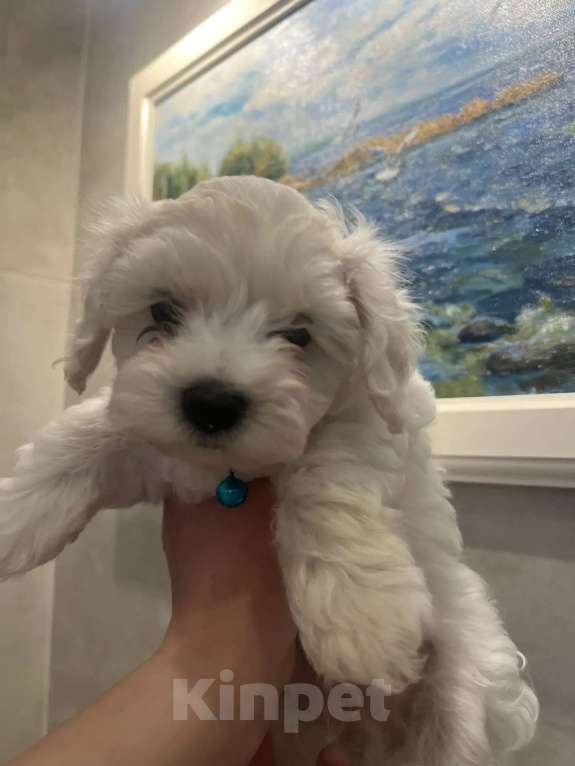 Собаки в других городах Ленинградской области: Мальтипу F1 Мальчик, 80 000 руб. - фото 2