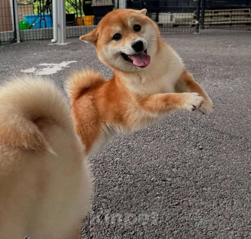 Собаки в Москве: Щенок сиба ину Девочка, 16 000 руб. - фото 5