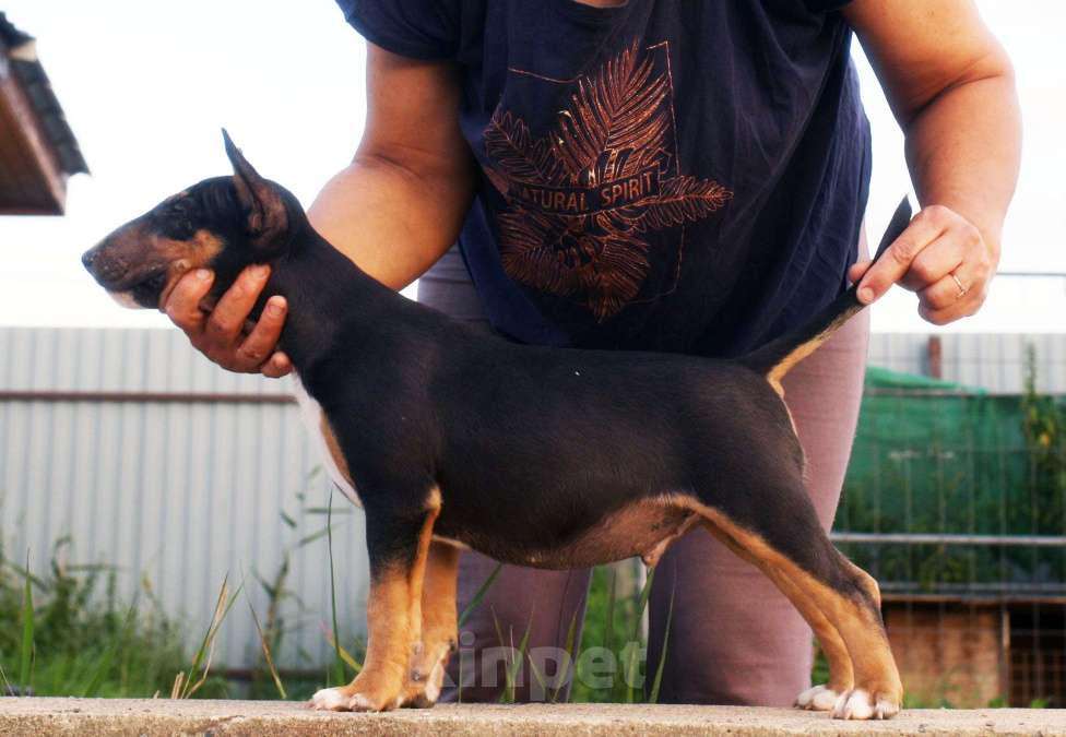 Собаки в Всеволожске: ММ МОККО АМАРЕТТО  Мальчик, Бесплатно - фото 8