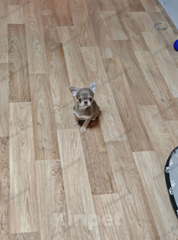 Собаки в Москве: Девочка лилового окраса Девочка, 65 000 руб. - фото 3