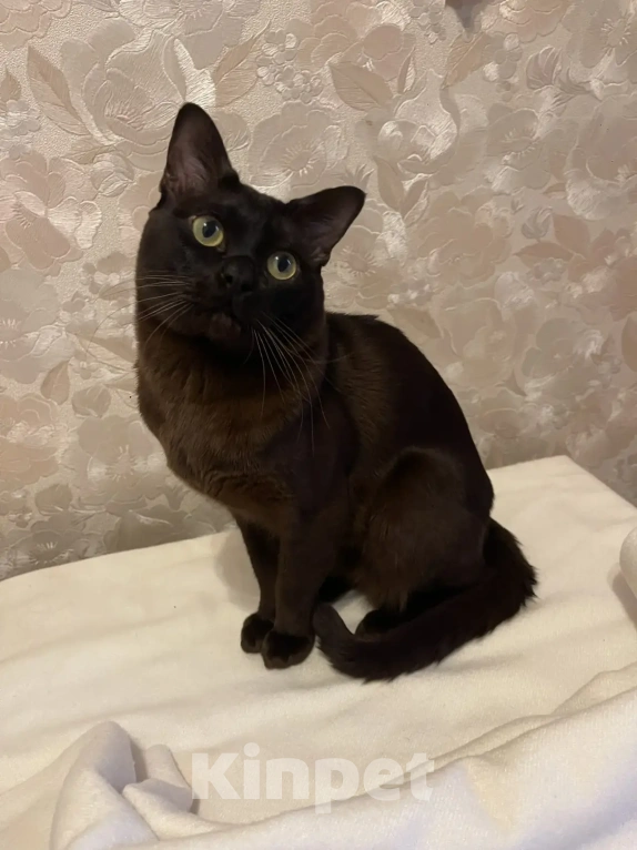 Кошки в Москве: Бурманский кот, вязка Мальчик, 7 000 руб. - фото 1