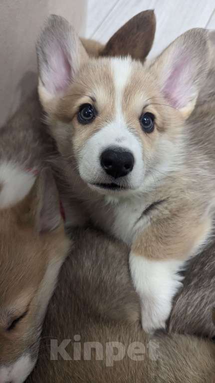 Собаки в Волгограде: Мальчик  Мальчик, 65 000 руб. - фото 2