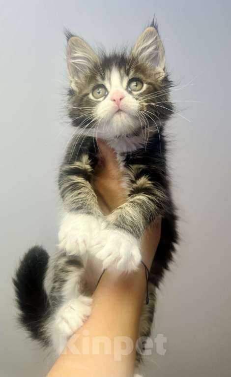 Кошки в Нижнекамске: Мальчик черный биколор Мальчик, 9 000 руб. - фото 2