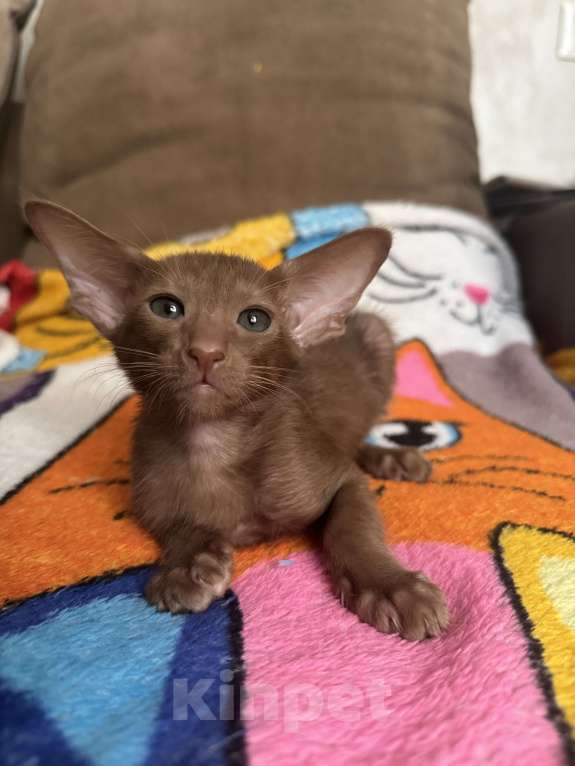 Кошки в Москве: Ориентальный котенок Девочка, 50 000 руб. - фото 3