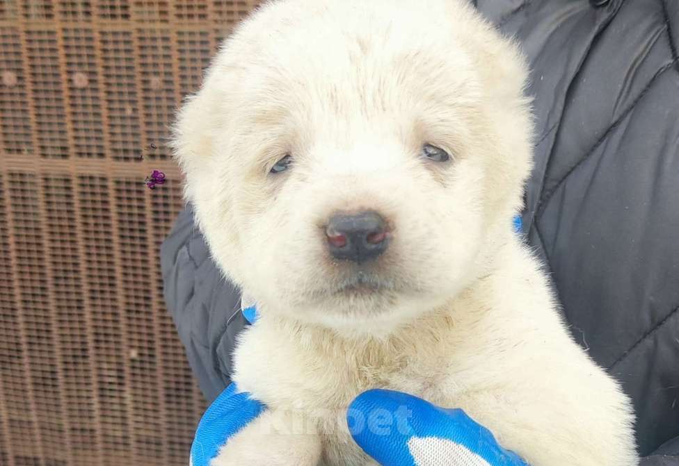Собаки в Красноуфимске: Щенки алабая Мальчик, Бесплатно - фото 2