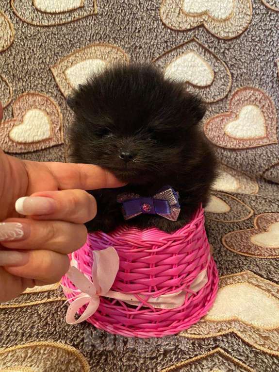 Собаки в Самаре: Мальчик Мальчик, Бесплатно - фото 3