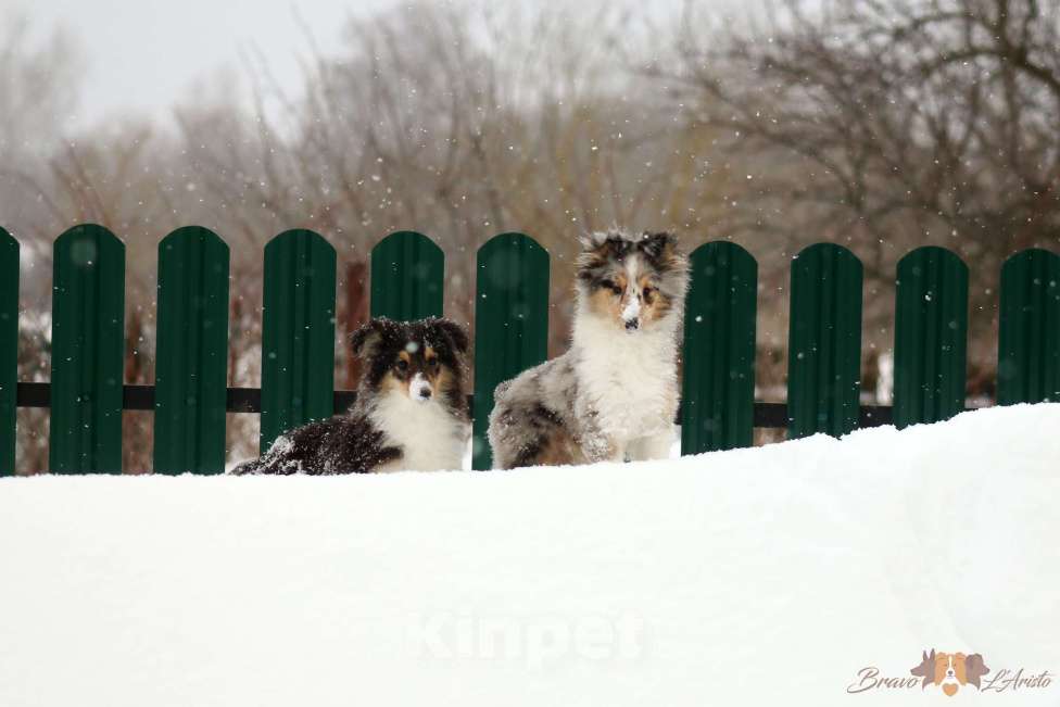 Собаки в Рязани: Подрощеные щенки шелти. Мальчик, 50 000 руб. - фото 7