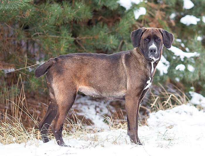 Собаки в Москве: Красавица Лада, молодая добрая семейная собачка в добрые руки Девочка, 10 руб. - фото 7