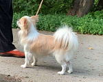 Собаки в Керчи: Чихуахуа, 75 000 руб. - фото 5