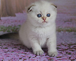 Кошки в Светогорске: Голубоглазый блонд! Мальчик, 15 000 руб. - фото 1