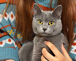 Кошки в Сочи: Красотка ищет дом  Девочка, Бесплатно - фото 2