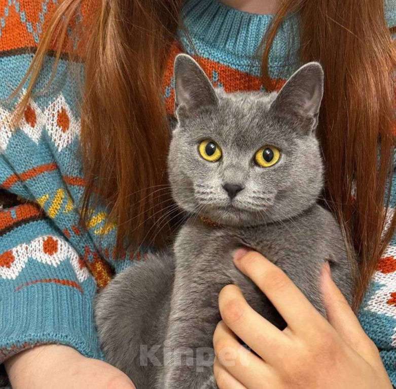 Кошки в Сочи: Красотка ищет дом  Девочка, Бесплатно - фото 2